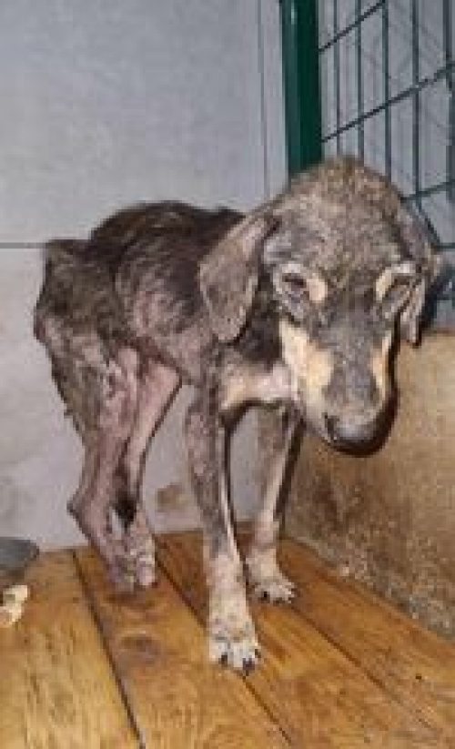 მეტისი კახეთი