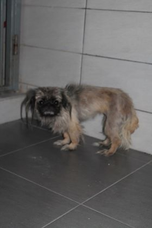 პეკინესი უსახელო