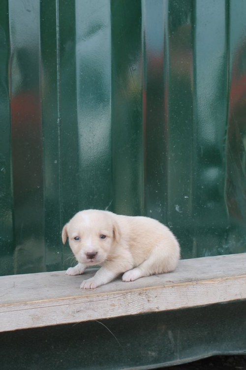 მეტისი უსახელო