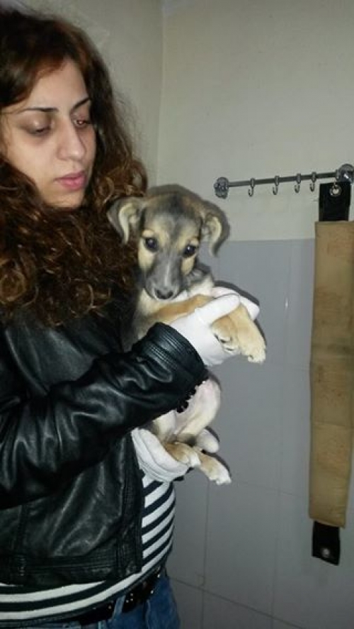 მეტისი უსახელო