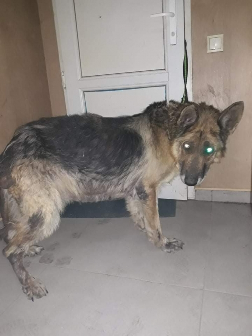 გერმანული ნაგაზი ხაშური