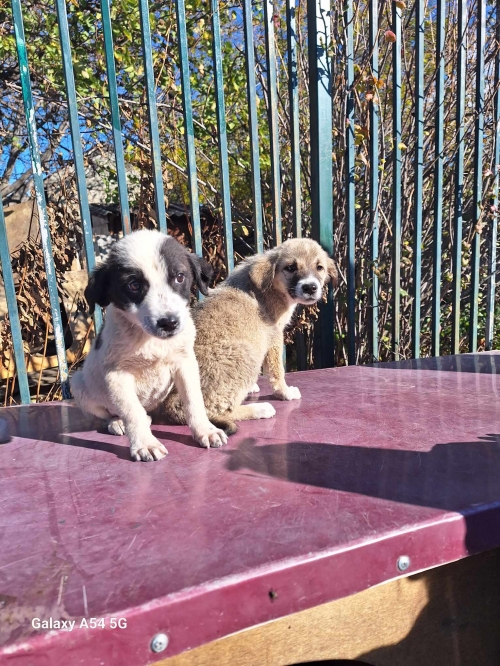 მეტისი ნატახტარი