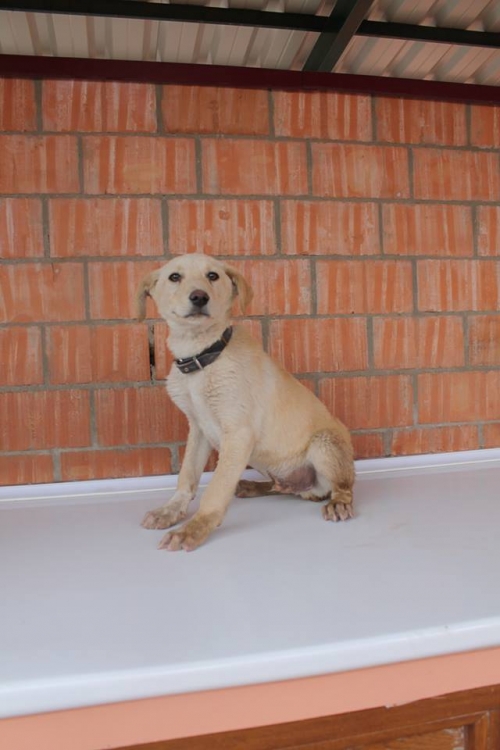 მეტისი პონჩი