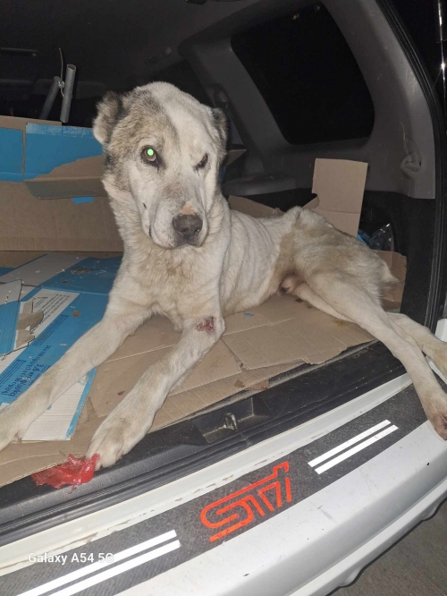 ქართული ნაგაზი მანგლის თან ახლოს სოფელი ხვევი