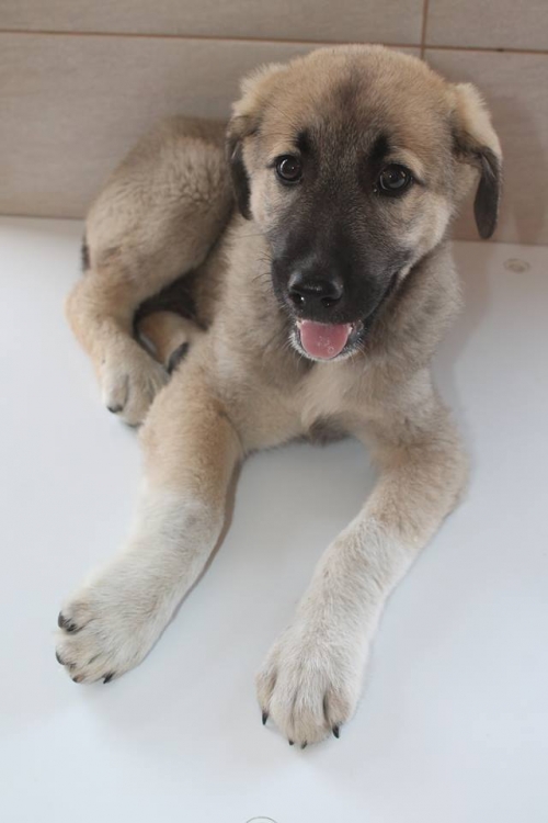 ქართული ქოფაკი უსახელო