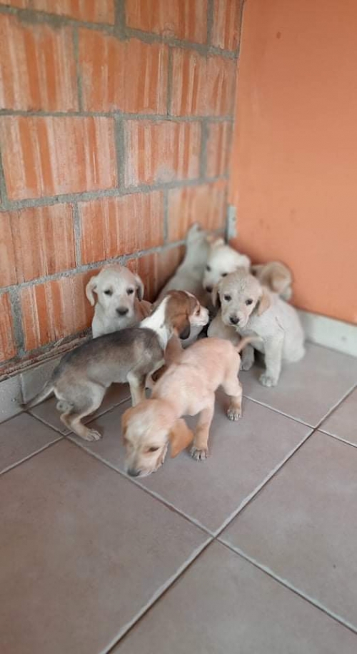 მეტისი უსახელო