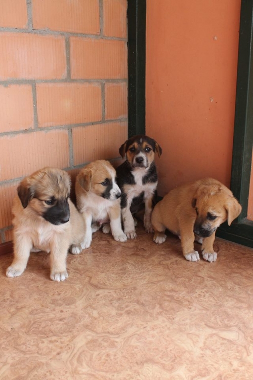 მეტისის ლეკვები უსახელო