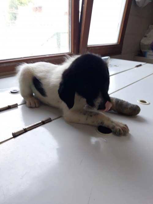 მეტისი ქაიროს ქჩ. ხიდი