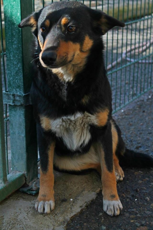 გერმანული ნაგაზის მეტისი ცუგო