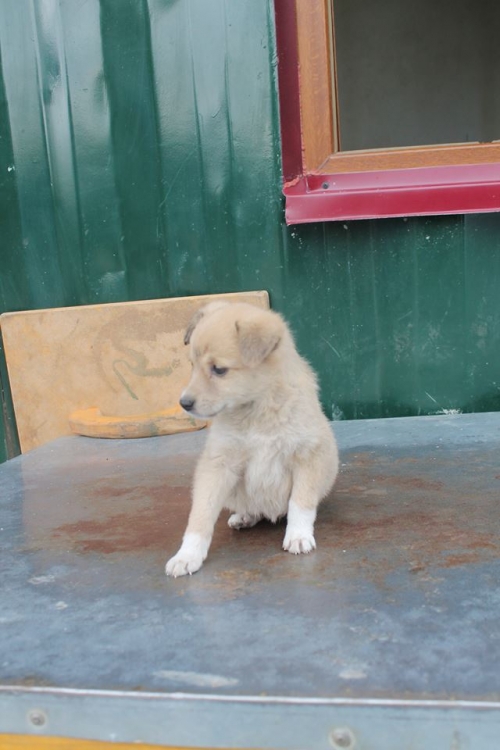 მეტისი უსახელო