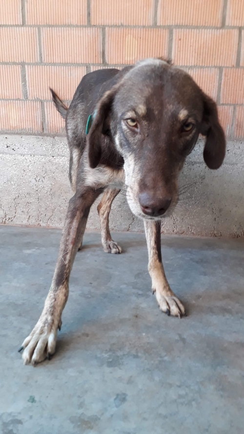 მეტისი უსახელო