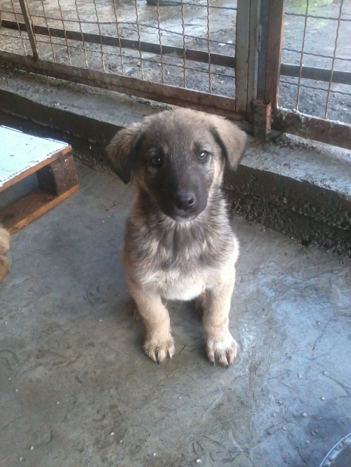 მეტისი ლესი