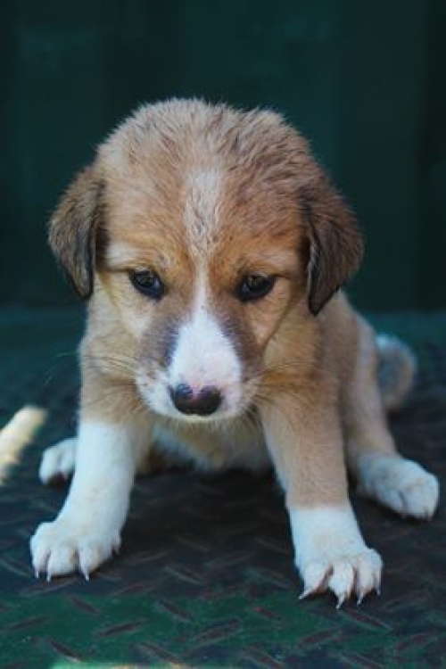 მეტისი უსახელო