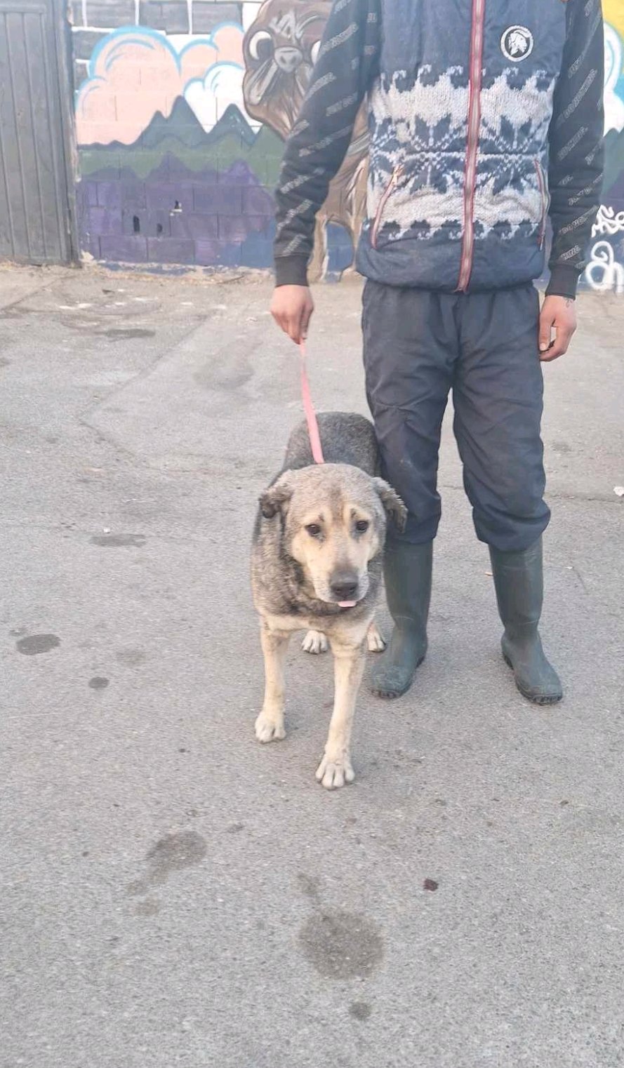 ჩინელების ბაზრობა