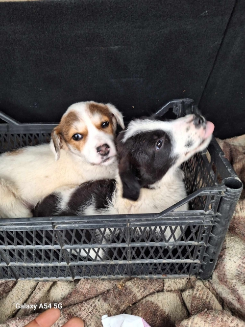 მეტისი ნაპოვნია საჩხერეს პერევალზე