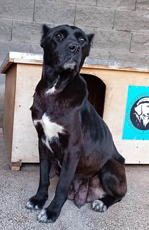 კანე კორსო უსახელო