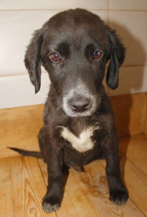 მეტისი უსახელო