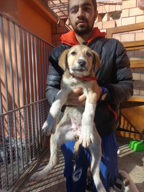 მეტისი უსახელო