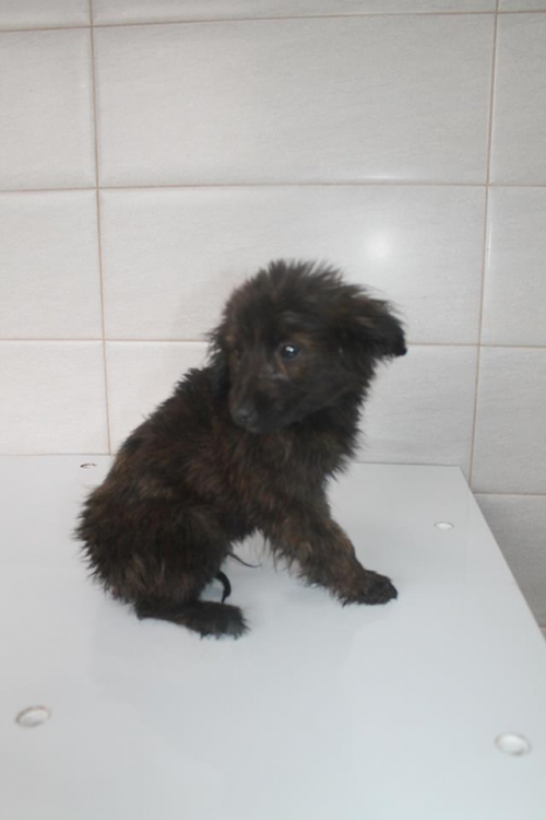 მეტისი უსახელო