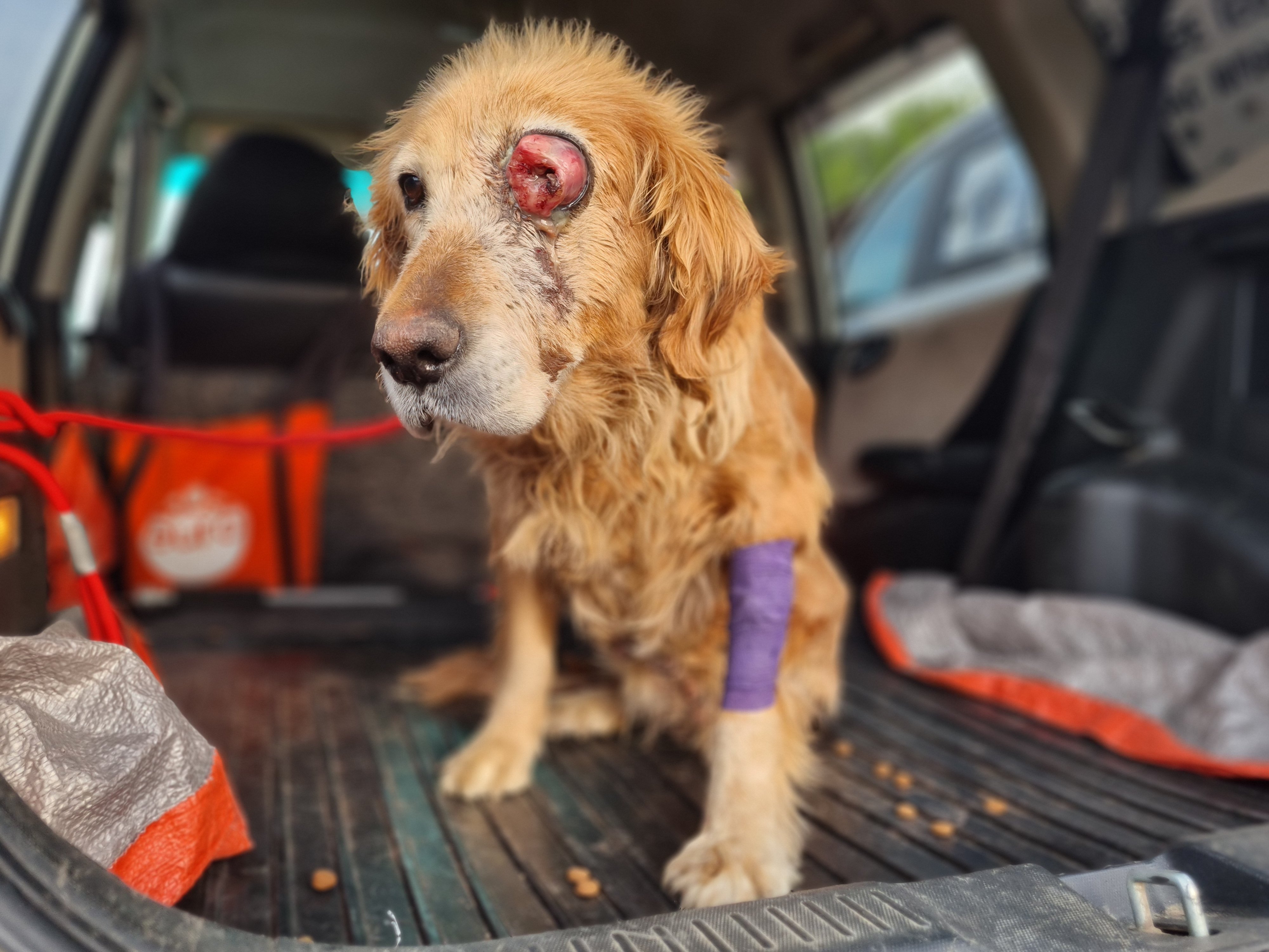 სეტერის მეტისი
 წეროვანი