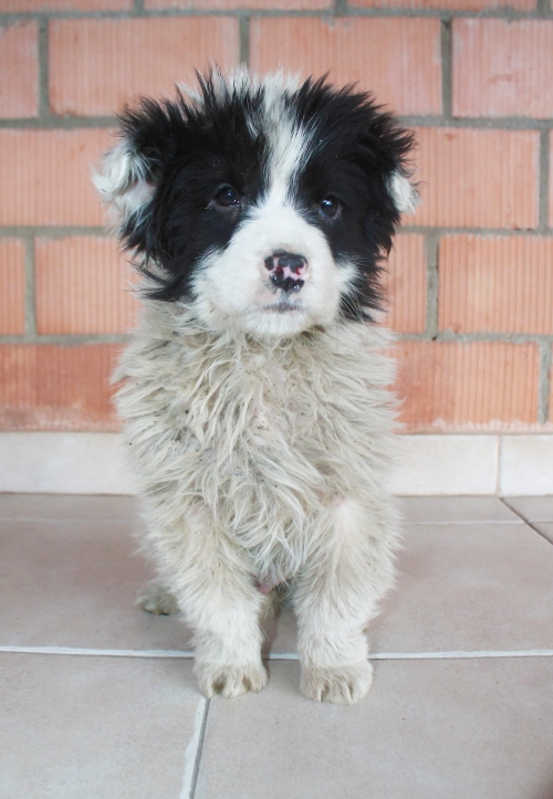 მეტისი უსახელო