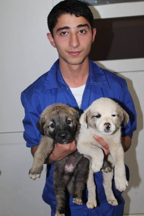 მეტისის ლეკვები უსახელო