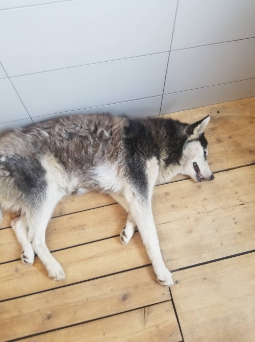 ლაიკა ქობულეთი