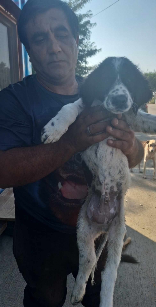 მეტისი ნახალოვკა