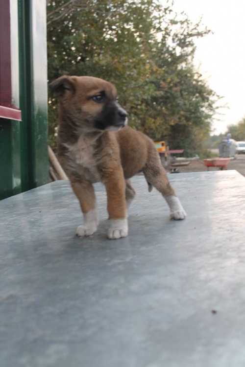 მეტისი უსახელო