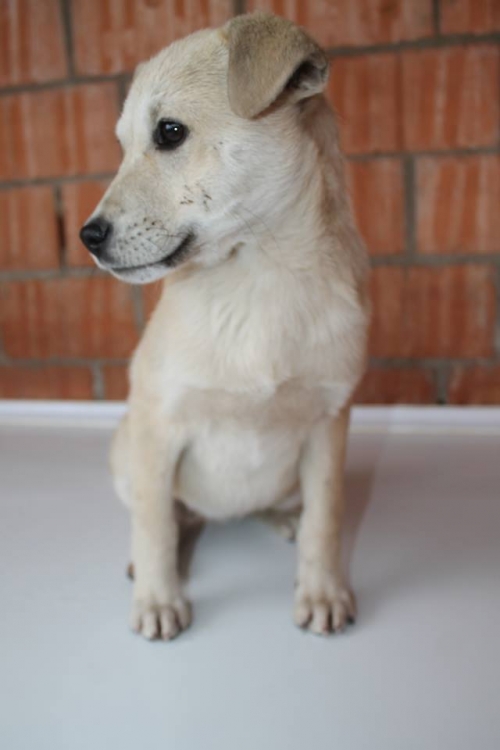 მეტისი უსახელო