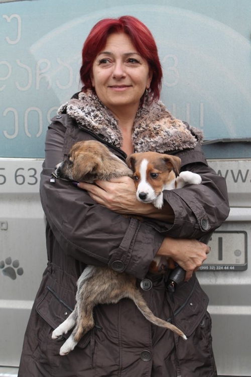 მეტისის ლეკვები უსახელო