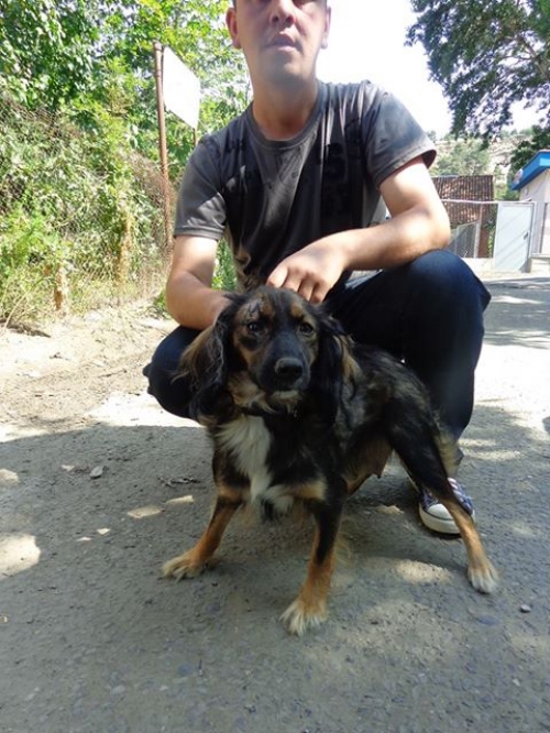 მეტისი ბიბი