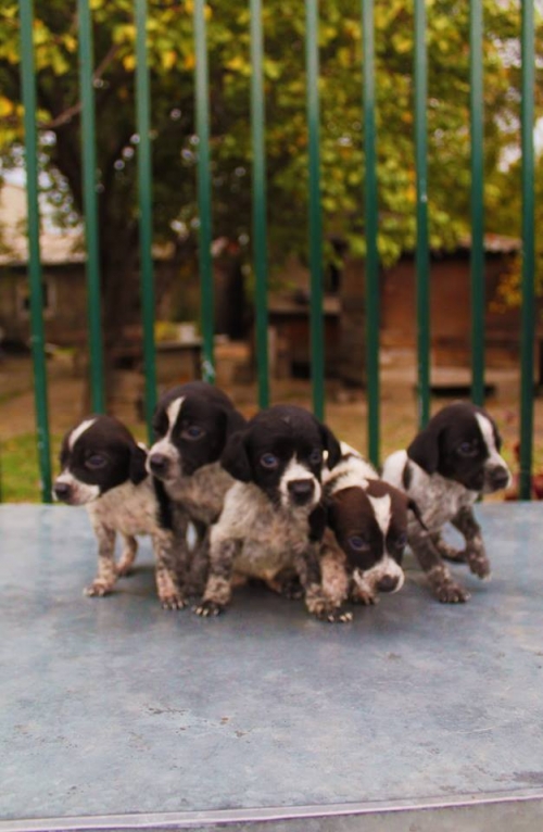 კურცხაალის მეტისი უსახელო