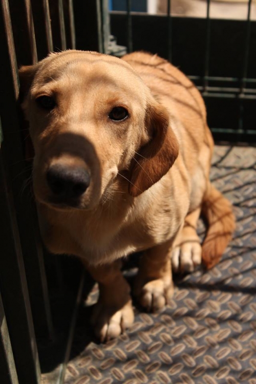 მეტისი უსახელო