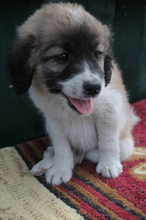 მეტისი უსახელო