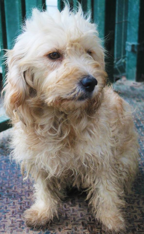 ბალონკა უსახელო