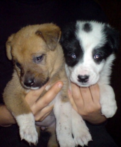 * გაჩუქებულები