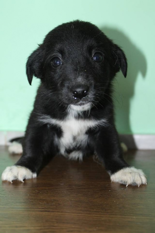 მეტისი უსახელო