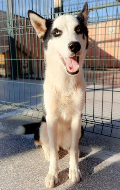 ლაიკა ნაპოვნია კაეროს ქუჩაზე