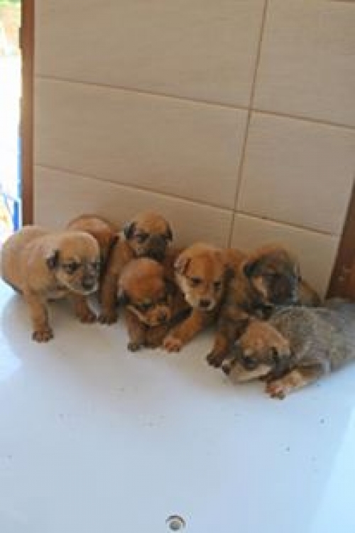 მეტისის ლეკვები უსახელო