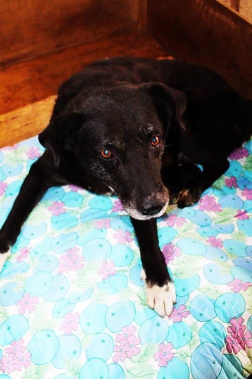 მეტისი მურა