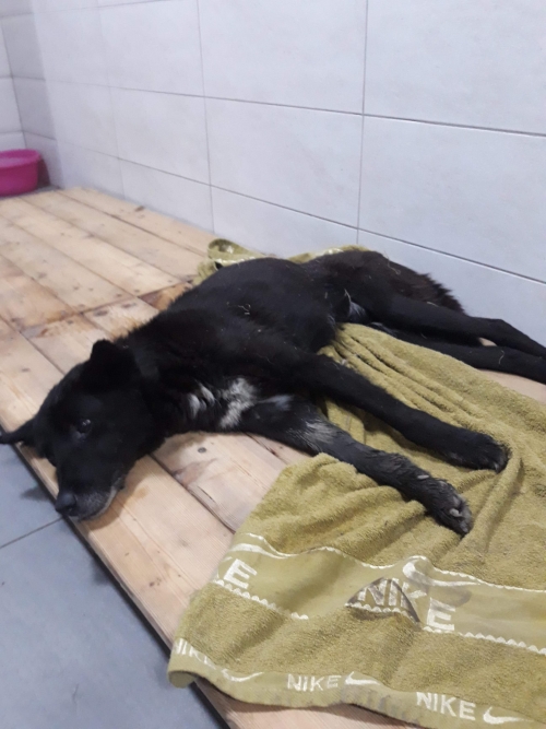 მეტისი უსახელო