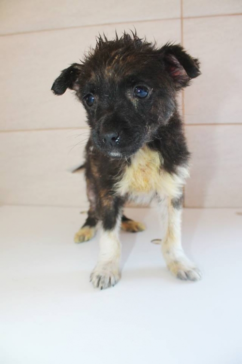 მეტისი უსახელო