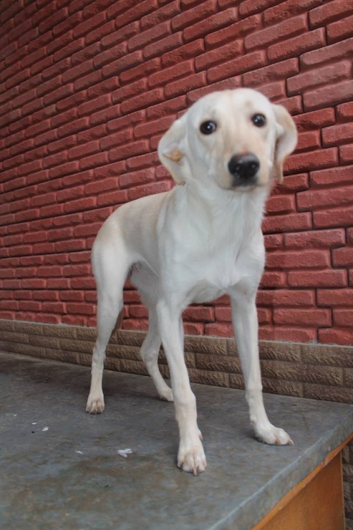 მეტისი უსახელო