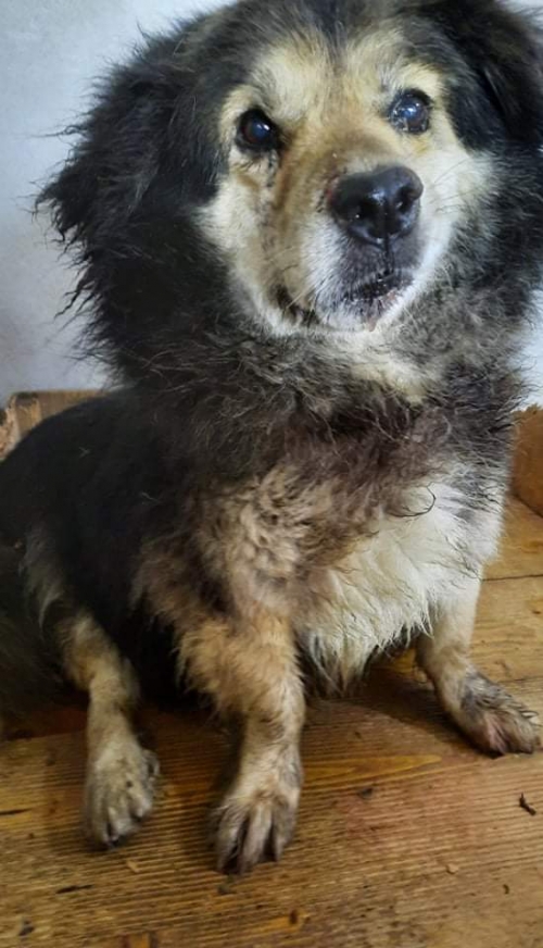 მეტისი ბუჩქი