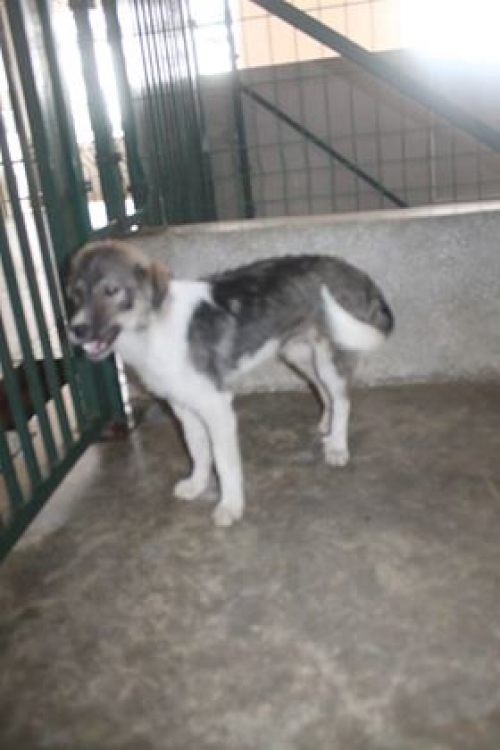 მეტისი უსახელო