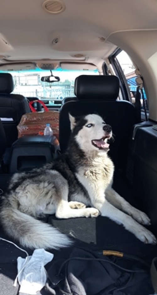 ლაიკა უსახელო