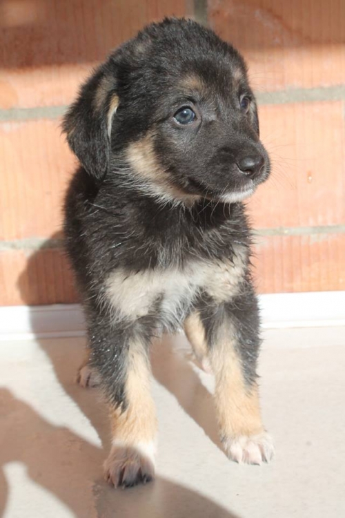 მეტისი უსახელო