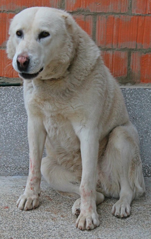 ქართული ნაგაზი ლედი