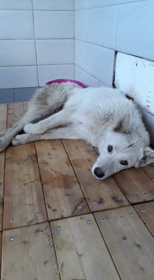 მეტისი უსახელო